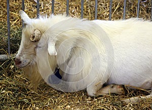 The domestic goat (Capra aegagrus hircus)