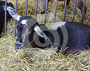 The domestic goat (Capra aegagrus hircus)