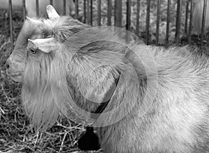 The domestic goat (Capra aegagrus hircus)