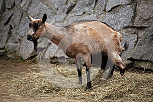 Domestic goat (Capra aegagrus hircus).