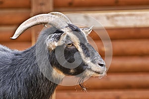 Domestic Goat - Capra Aegagrus Hircus