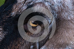 Domestic goat / Capra aegagrus hircus close up / macro of eye with rectangular pupil.