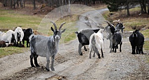 The domestic goat Capra aegagrus hircus photo
