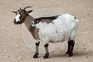 Domestic goat Capra aegagrus hircus. photo