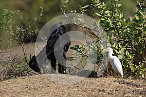 Domestic goat Capra aegagrus hircus feeding and cattle egret Bubulcus ibis.