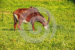 Domestic goat Capra aegagrus hircus grazes and eats grass in a green meadow