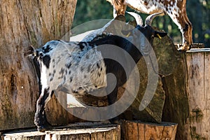 Domestic Goat, Capra aegagrus hircus in a park