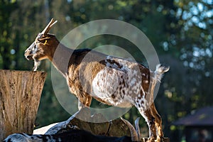 Domestic Goat, Capra aegagrus hircus in a park