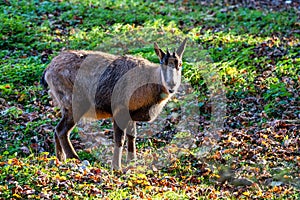 Domestic Goat, Capra aegagrus hircus in a park