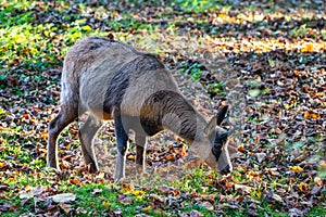 Domestic Goat, Capra aegagrus hircus in a park