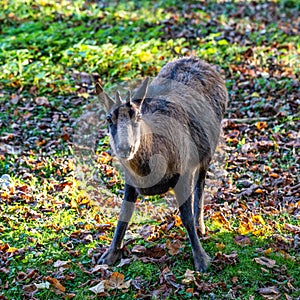 Domestic Goat, Capra aegagrus hircus in a park