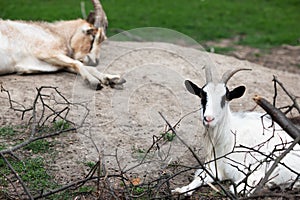 Domestic goat, Capra aegagrus hircus. Pets on the farm