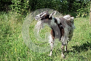 Domestic goat on a chain proudly chews grass