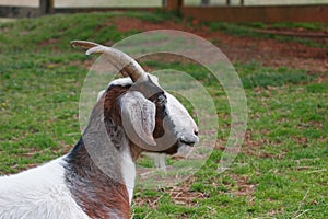 Domestic Goat at children`s petting zoo.