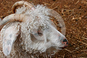 Domestic goat closeup portraitat children`s petting zoo