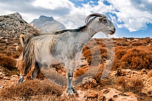 Domestic goat on Crete island, Greece