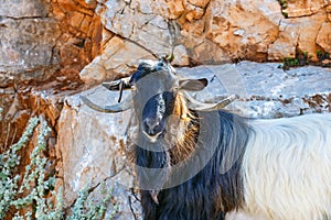 Domestic goat