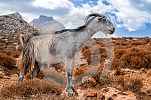 Domestic goat on Crete island, Greece photo