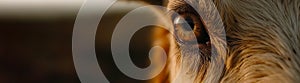 Domestic goat eye close up, ai generated banner idea with copy space, pet care