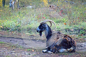 Domestic goat graze in the autumn forest.