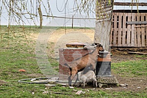 Domestic goat with her kids on the farm.