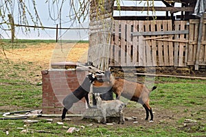 Domestic goat with her kids on the farm.