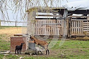 Domestic goat with her kids on the farm.