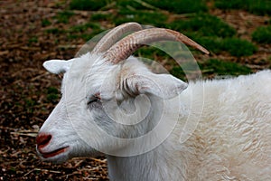 Domestic goat portrait at children`s petting zoo