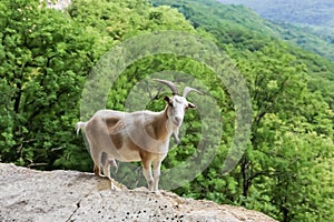 Domestic goat on the rocks in Mezmay, Krasnodar region,