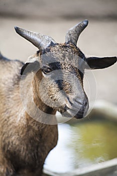 Domestic Goat , Scientific name Capra hircus