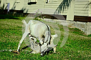 A domestic goat or simply goat Capra aegagrus hircus, grazing in a tropical village
