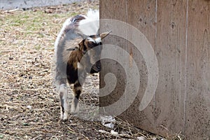 Domestic goatling at wooden barn, Dolomites, Italy