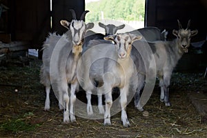 Domestic goats