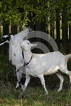 Domestic goats