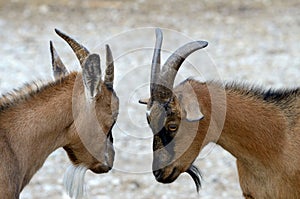 Domestic goats (Capra aegagrus)