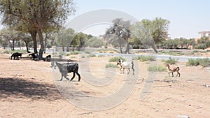 Domestic goats Capra aegagrus hircus walk and run across the hot desert sand and gravel looking for food in the desert