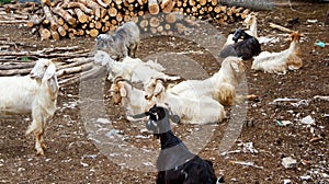 Domestic Goats in the countryside