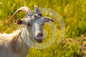 Domestic goats graze in the field in summer, with green grass in the background. Wildlife, animals on a meadow, Beautiful summer