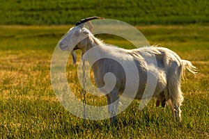 Domestic goats graze in the field in summer, with green grass in the background. Wildlife, animals on a meadow, Beautiful summer