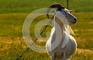 Domestic goats graze in the field in summer, with green grass in the background. Wildlife, animals on a meadow, Beautiful summer