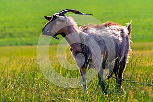 Domestic goats graze in the field in summer, with green grass in the background. Wildlife, animals on a meadow, Beautiful summer