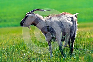 Domestic goats graze in the field in summer, with green grass in the background. Wildlife, animals on a meadow, Beautiful summer