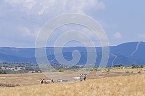 Domestic goats grazing yellow pastures