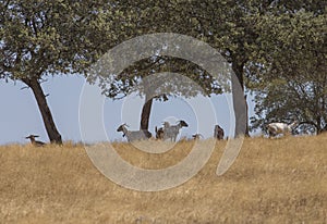 Domestic goats grazing yellow pastures