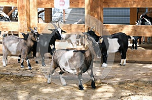 Domestic goats lat. - Capra aegagrus hircus