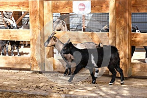 Domestic goats lat. - Capra aegagrus hircus