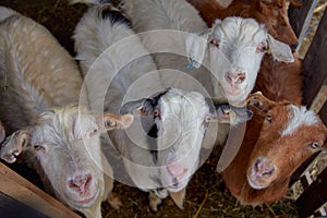 domestic goats looking up