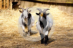 Domestic goats