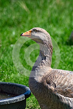 Domestic Goose