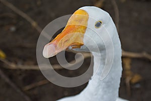 Domestic goose